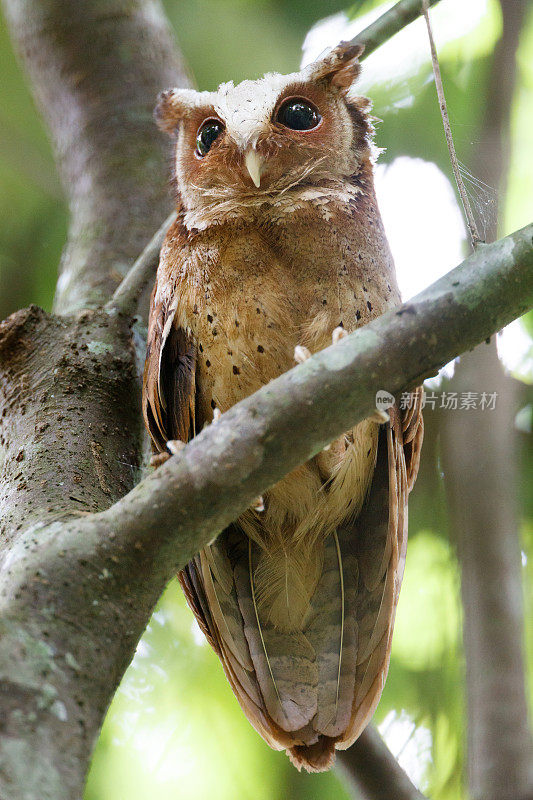 夜行鸟:成年白额镜鸮(Otus sagittatus)。